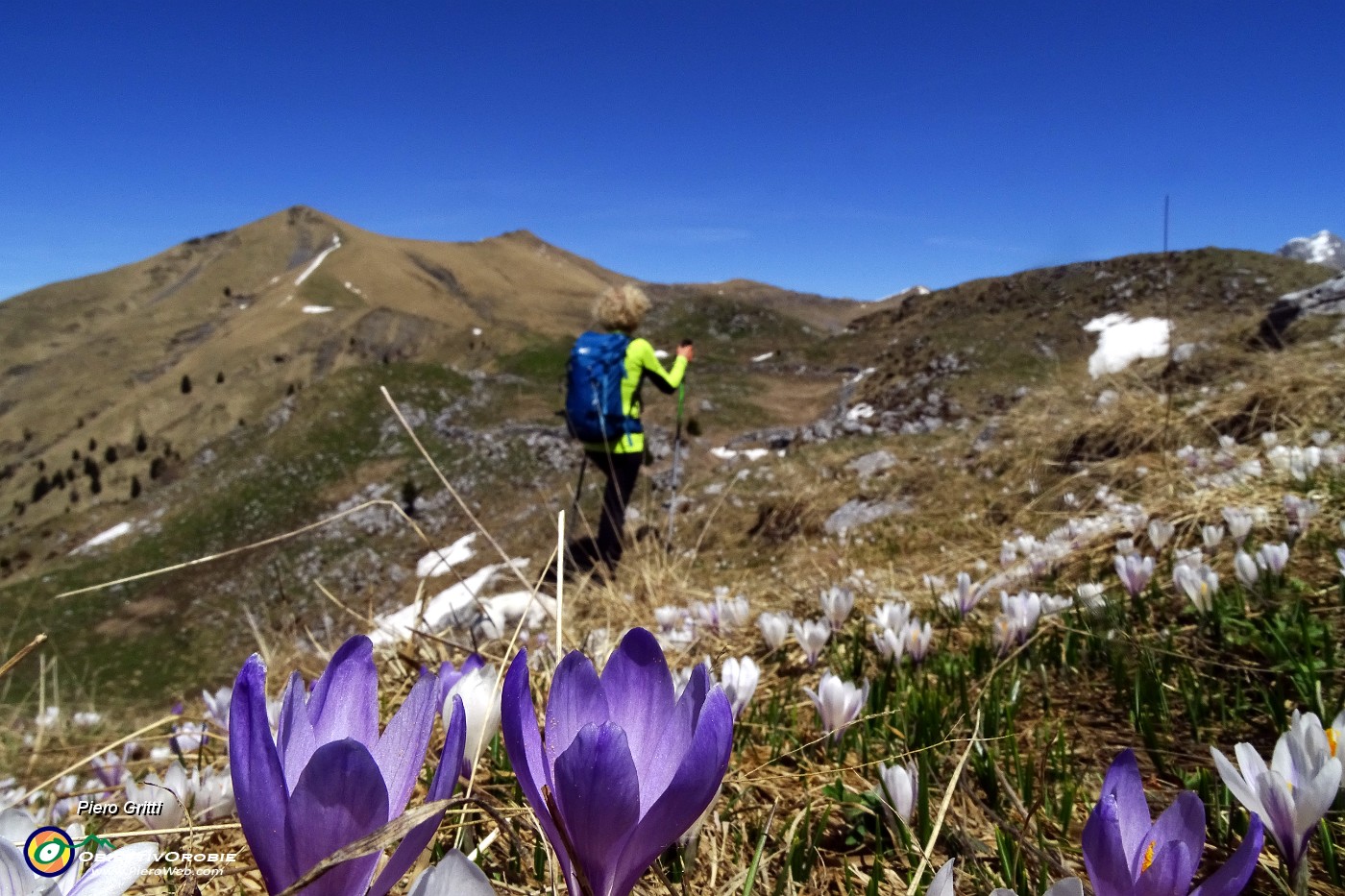 51 Crocus bianchi e violetti con vista in Timogno.JPG -                                